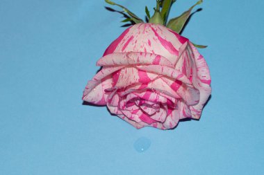 Mavi arkaplan üzerinde taze renkli gül yakın plan 