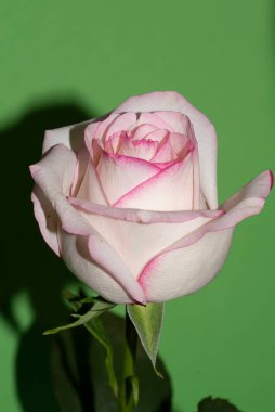 Yeşil arkaplan üzerinde taze renkli gül yakın plan 