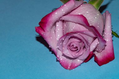 Mavi arkaplan üzerinde taze renkli gül yakın plan 