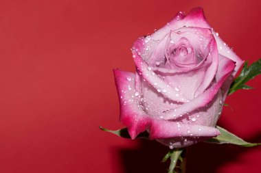 Kırmızı arkaplan üzerinde taze renkli gül yakın plan 