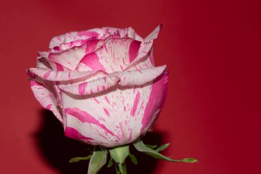 Kırmızı arkaplan üzerinde taze renkli gül yakın plan 