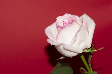 Kırmızı arkaplan üzerinde taze renkli gül yakın plan 