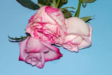 Mavi arkaplan üzerinde taze renkli güllerin yakın plan çekimi 