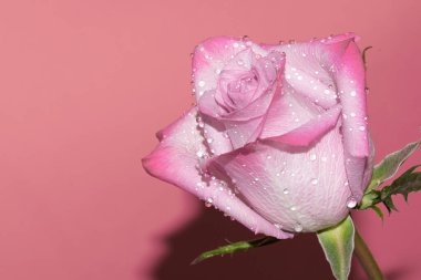 Kırmızı arkaplan üzerinde taze renkli gül yakın plan 