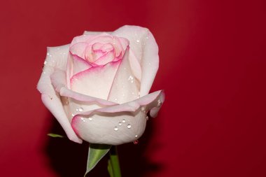 Kırmızı arkaplan üzerinde taze renkli gül yakın plan 