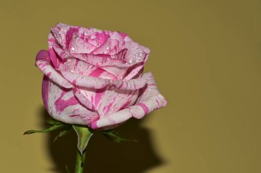 Sarı arkaplan üzerinde taze renkli gül yakın plan 