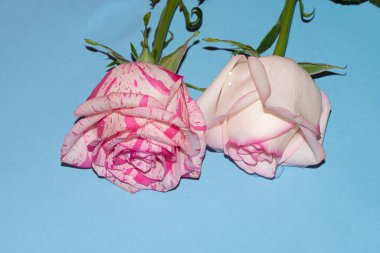 Mavi arkaplan üzerinde taze renkli güllerin yakın plan çekimi 