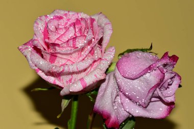 Sarı arkaplanı kaplayan taze renkli güllerin yakınlaşması 