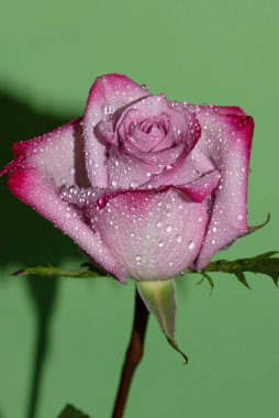 Yeşil arkaplan üzerinde taze renkli gül yakın plan 