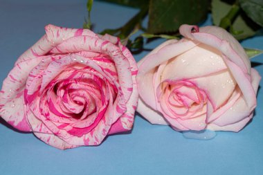 Mavi arkaplan üzerinde taze renkli güllerin yakın plan çekimi 