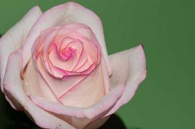 Yeşil arkaplan üzerinde taze renkli gül yakın plan 