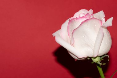 Kırmızı arkaplan üzerinde taze renkli gül yakın plan 