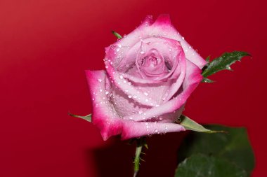 Kırmızı arkaplan üzerinde taze renkli gül yakın plan 