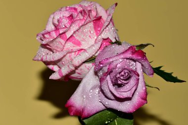 Sarı arkaplanı kaplayan taze renkli güllerin yakınlaşması 