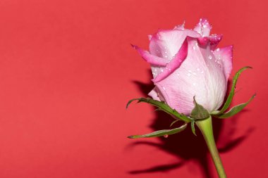 Kırmızı arkaplan üzerinde taze renkli gül yakın plan 