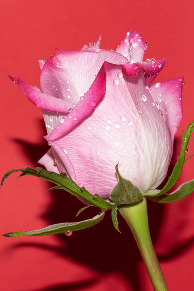 Closeup of fresh colorful rose over red background