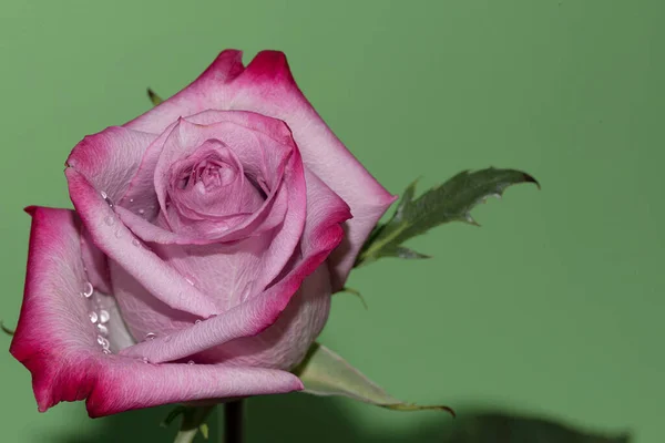 Gros Plan Rose Fraîche Colorée Sur Fond Vert — Photo