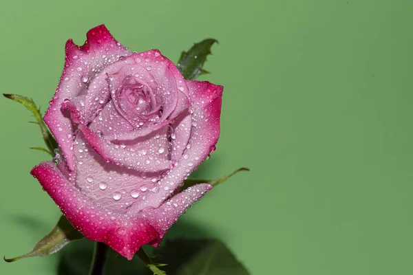 Gros Plan Rose Fraîche Colorée Sur Fond Vert — Photo