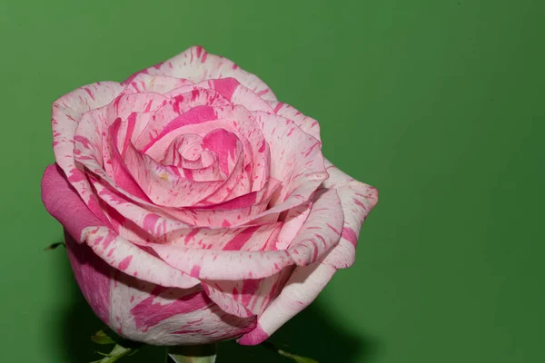 Крупный План Свежей Красочной Розы Зеленом Фоне — стоковое фото