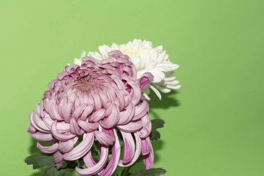 yeşil arka plan üzerinde güzel krizantem çiçekleri