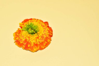 Güzel Gerbera çiçeğinin yakın plan görüntüsü