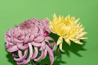 yeşil arka plan üzerinde güzel krizantem çiçekleri