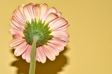 Sarı arka planda gerbera çiçeği, yaz konsepti