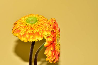 Sarı arka planda Gerbera çiçekleri, yaz konsepti