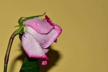 Güzel pembe gül yakın çekim manzarası