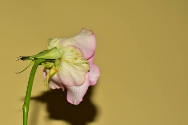 Güzel Gerbera çiçeğinin yakın plan görüntüsü