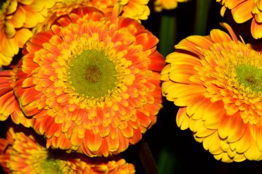 Güzel çiçeklerin yakın plan görüntüsü.