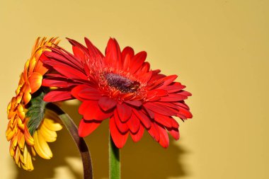 Sarı arka planda Gerbera çiçekleri, yaz konsepti
