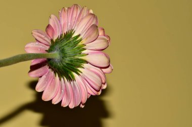 Güzel Gerbera çiçeğinin yakın plan görüntüsü