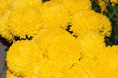 Güzel sarı kasımpatı çiçekleri. Çiçek arkaplanı