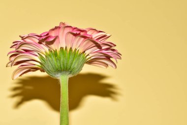 Sarı arka planda gerbera çiçeği, yaz konsepti