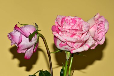 Güzel gül çiçeklerinin yakın çekim görüntüsü