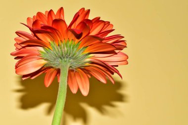 Sarı arka planda gerbera çiçeği, yaz konsepti