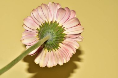 Sarı arka planda gerbera çiçeği, yaz konsepti