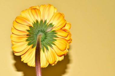 Sarı arka planda gerbera çiçeği, yaz konsepti