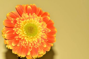 Sarı arka planda gerbera çiçeği, yaz konsepti