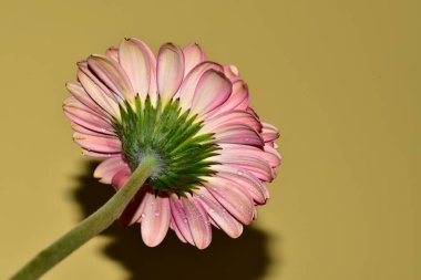 Güzel Gerbera çiçeğinin yakın plan görüntüsü