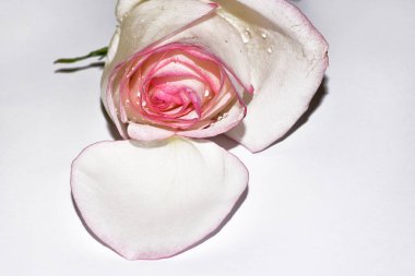 Güzel pembe gül yakın çekim manzarası