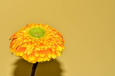 Sarı arka planda gerbera çiçeği, yaz konsepti