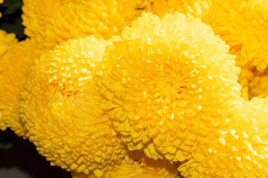 Güzel sarı kasımpatı çiçekleri. Çiçek arkaplanı