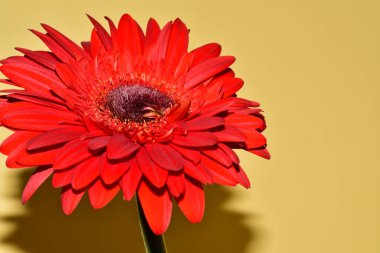 Sarı arka planda gerbera çiçeği, yaz konsepti