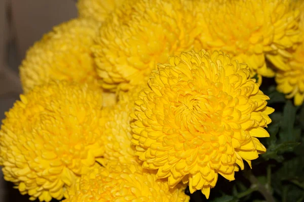 Красивые Желтые Цветы Хризантемы Цветочный Фон — стоковое фото
