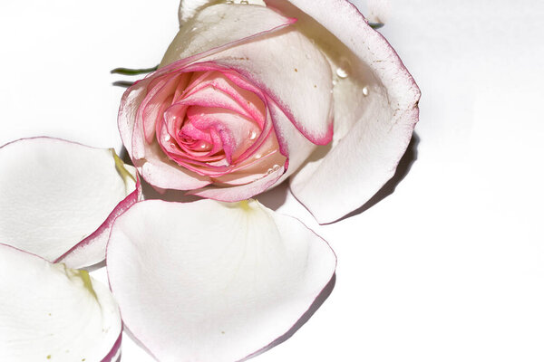 Beautiful pink rose close-up view