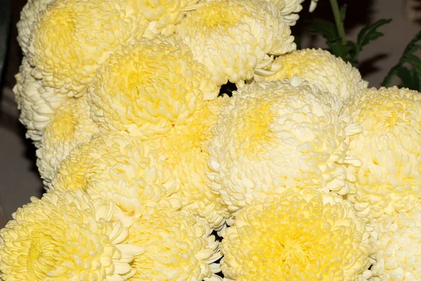 美しい黄色の菊の花 花の背景 — ストック写真