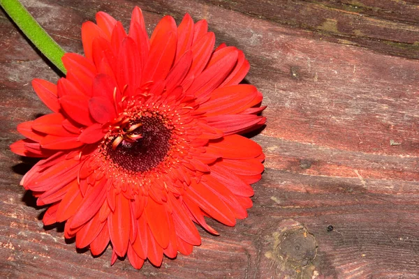 木製の表面に赤いガーベラの花夏のコンセプト — ストック写真