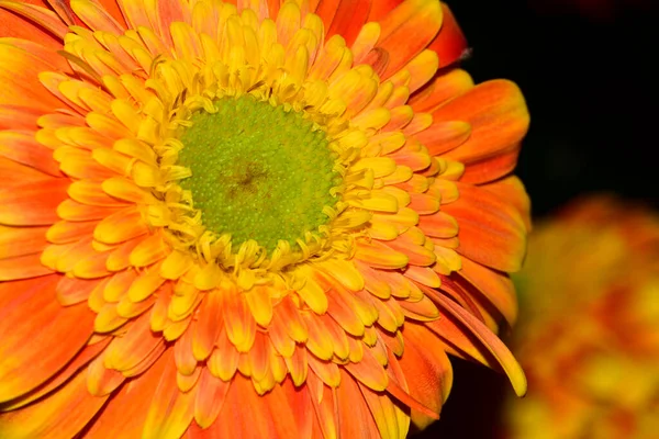 Zblízka Pohled Krásné Gerbera Květiny — Stock fotografie